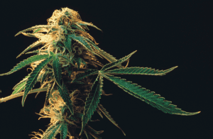 You may have wondered, "Is weed illegal in Pennsylvania?" and if so, you are not alone. Marijuana offenses are currently still possible under the current Pennsylvania marijuana laws, and despite efforts to legalize cannabis, smoking marijuana for personal use or carrying marijuana paraphernalia without proper documentation is still illegal.