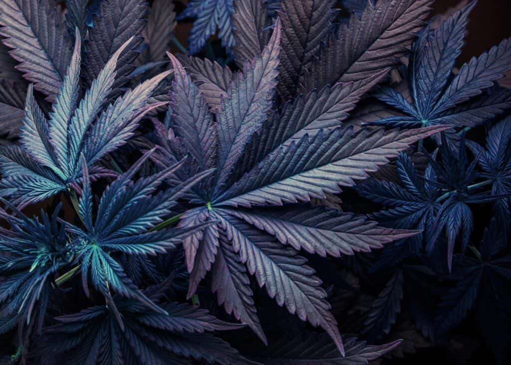 weed withdrawal symptoms
