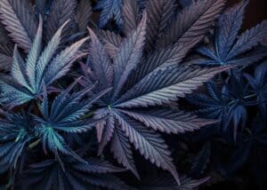 weed withdrawal symptoms