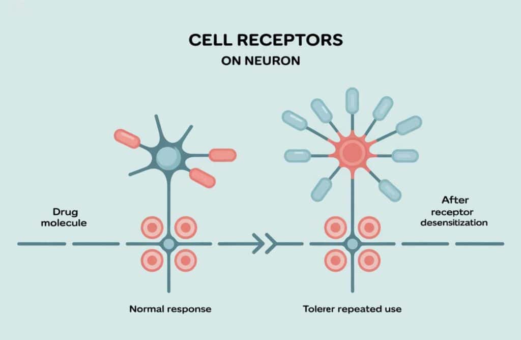 What is drug tolerance? You can develop resistance to multiple medications if you have a resistant trait or build up a tolerance.