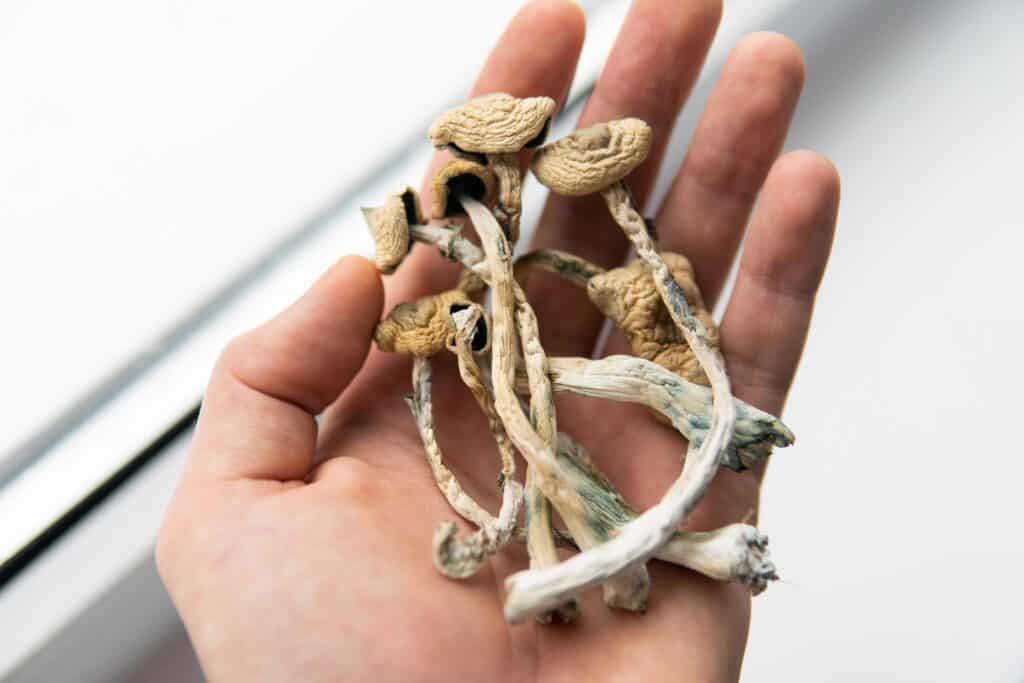 Shrooms