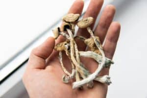 Shrooms